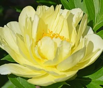 Пион Ито-гибрид Смит Фемели Йеллоу (Paeonia 'Smith Family Yellow')