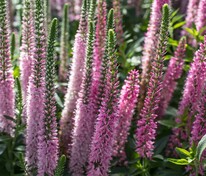 Вероника длиннолистная Роял Пинк (Veronica longifolia 'Royal Pink')
