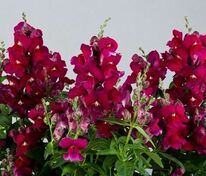 Антирринум компактный Флорал Шауэрс Пёпл (Antirrhinum majus 'Floral Showers Purple')