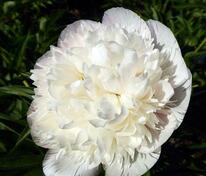 Пион лекарственный Альба Плена (Paeonia officinalis 'Alba Plena')