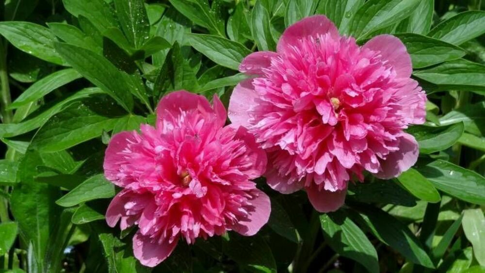 Пион лекарственный Розеа Плена (Paeonia officinalis 'Rosea Plena')