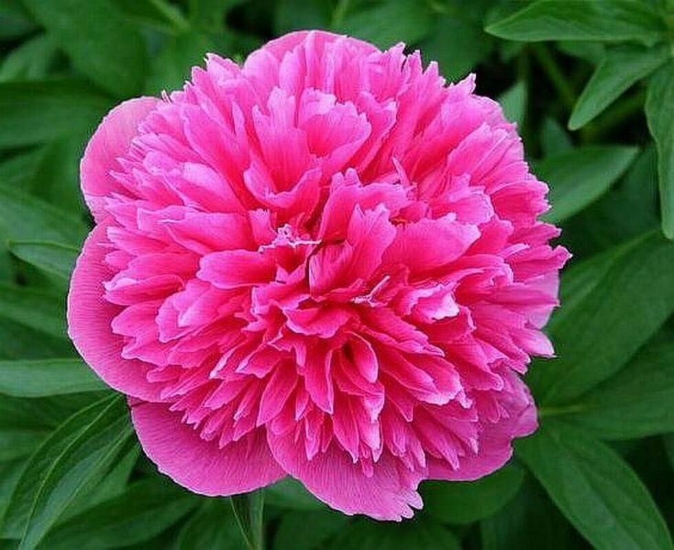 Пион лекарственный Розеа Плена (Paeonia officinalis 'Rosea Plena')