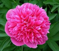 Пион лекарственный Розеа Плена (Paeonia officinalis 'Rosea Plena')