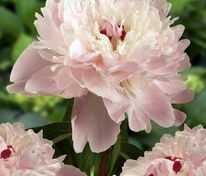 Пион молочноцветковый Алерти (Paeonia lactiflora 'Alertie')