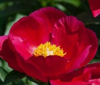 Пион молочноцветковый Америка (Paeonia lactiflora 'America')