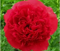 Пион молочноцветковый Комманд Перформанс (Paeonia lactiflora 'Command Performance')