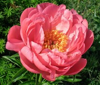 Пион молочноцветковый Корал Сансет (Paeonia lactiflora 'Coral Sunset')
