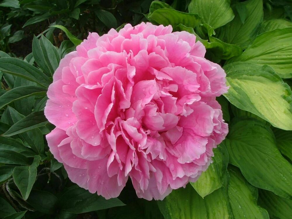 Пион молочноцветковый Д-р Александр Флеминг (Paeonia lactiflora 'Dr. Alexander Fleming')