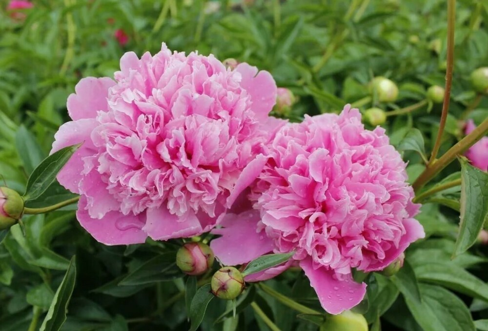 Пион молочноцветковый Д-р Александр Флеминг (Paeonia lactiflora 'Dr. Alexander Fleming')