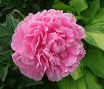 Пион молочноцветковый Д-р Александр Флеминг (Paeonia lactiflora 'Dr. Alexander Fleming')