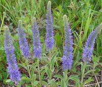 Вероника колосистая (Veronica spicata)