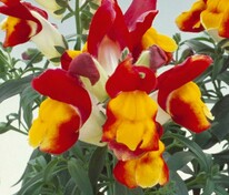 Антирринум компактный Флорал Шауэрс Ред энд Йеллоу Биколор (Antirrhinum majus 'Floral Showers Red & Yellow Bicolor')