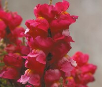 Антирринум компактный Флорал Шауэрс Роуз (Antirrhinum majus 'Floral Showers Rose')