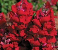 Антирринум компактный Флорал Шауэрс Скарлет (Antirrhinum majus 'Floral Showers Scarlet')