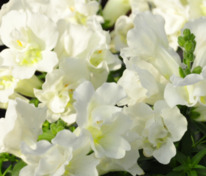 Антирринум компактный Флорал Шауэрс Уайт (Antirrhinum majus 'Floral Showers White')