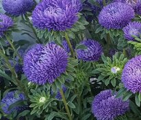 Астра китайская (Callistephus chinensis)