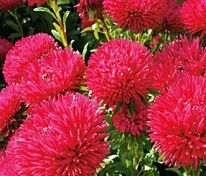 Астра китайская Миледи Кармин (Callistephus chinensis 'Milady Carmine')