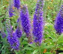 Вероника колосковая Блю Букет (Veronica spicata 'Blue Bouquet')