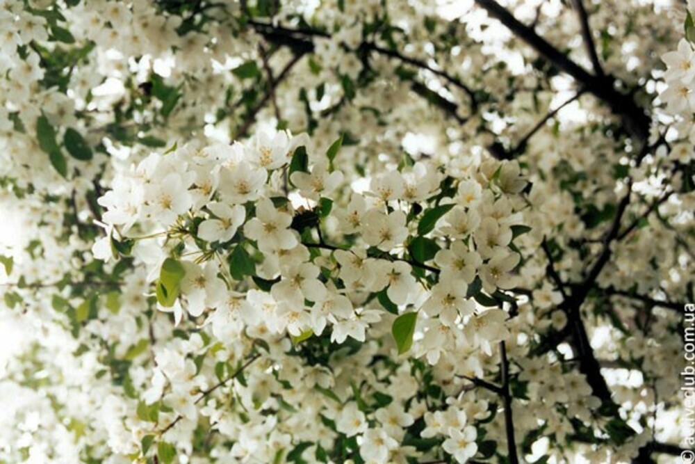 Яблоня сибирская (Malus baccata)