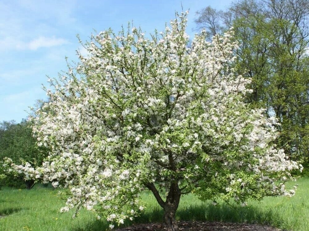 Яблоня сибирская (Malus baccata)