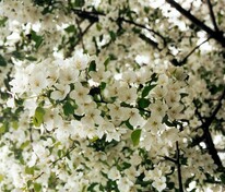 Яблоня сибирская (Malus baccata)