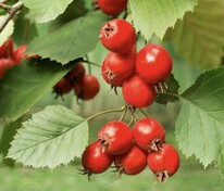 Боярышник крупноколючковый (Crataegus macracantha)