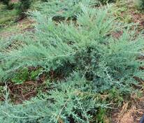 Можжевельник средний Пфитцериана Глаука (Juniperus x pfitzeriana 'Pfitzeriana Glauca')