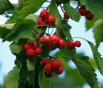 Боярышник обыкновенный (Crataegus laevigata)