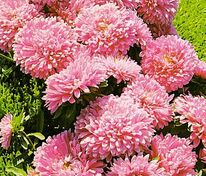 Астра китайская Миледи Роуз (Callistephus chinensis 'Milady Rose')