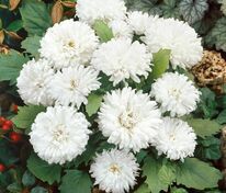 Астра китайская Миледи Уайт (Callistephus chinensis 'Milady White')