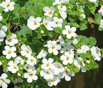Бакопа (Sutera cordata)