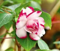 Бальзамин Уоллера (Impatiens walleriana)