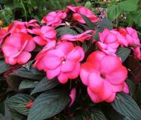 Бальзамин новогвинейский (Impatiens hawkeri) в ассортименте