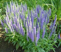 Вероника колосковая Блю Тон (Veronica spicata 'Blue Tone')