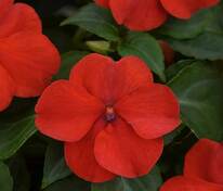 Бальзамин Уоллера Бекон Брайт Ред (Impatiens walleriana 'Beacon Bright Red')