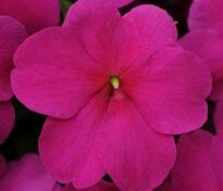 Бальзамин Уоллера Бекон Вайолет Шейдс (Impatiens walleriana 'Beacon Violet Shades')
