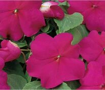 Бальзамин Уоллера Бекон Липстик (Impatiens walleriana 'Beacon Lipstick')