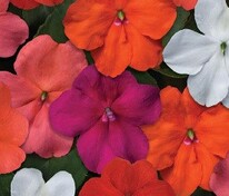 Бальзамин Уоллера Бекон Микс (Impatiens walleriana 'Beacon Mix') (смесь)