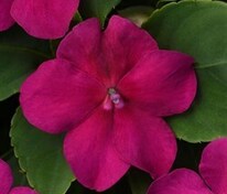 Бальзамин Уоллера Бекон Роуз (Impatiens walleriana 'Beacon Rose')
