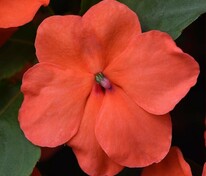Бальзамин Уоллера Бекон Салмон (Impatiens walleriana 'Beacon Salmon')