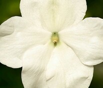 Бальзамин Уоллера Бекон Уайт (Impatiens walleriana 'Beacon White')
