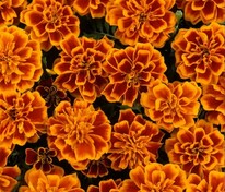 Бархатцы отклоненные (Tagetes patula)