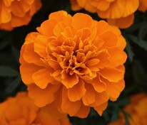 Бархатцы отклоненные Бонанза Дип Оранж (Tagetes patula 'Bonanza Deep Orange')