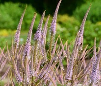 Вероникаструм виргинский (Veronicastrum virginicum)