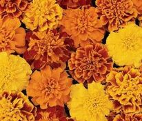 Бархатцы отклоненные Бонанза Микс (Tagetes patula 'Bonanza Mix')