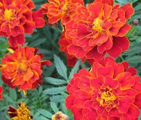 Бархатцы отклоненные Дуранго Ред (Tagetes patula 'Durango Red')