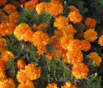 Бархатцы отклоненные Креста Голд (Tagetes patula 'Cresta Gold')