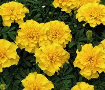 Бархатцы отклоненные Креста Еллоу (Tagetes patula 'Cresta Yellow')