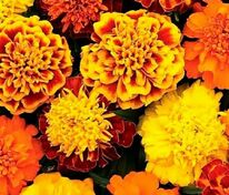 Бархатцы отклоненные Креста Микс (Tagetes patula 'Cresta Mix')
