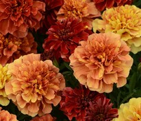 Бархатцы отклоненные Строберри Блонд (Tagetes patula 'Strawberry Blonde')